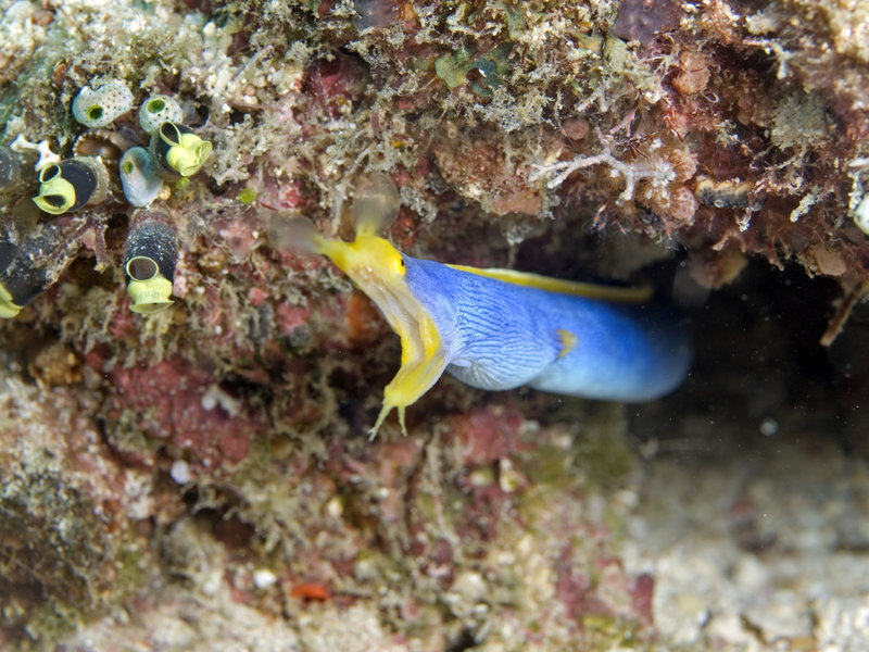 Mabul, Ribbon Eel